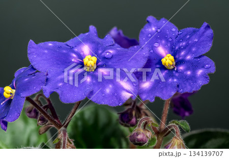 Vibrant Spotted African Violets on Dark Background 134139707