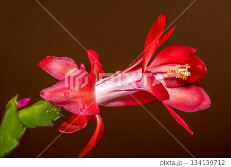 Deep Red Christmas Cactus Blossom Horizontal Macro on Rich Brown Background Deep Red Christmas Cactus Blossom Horizontal Macro on Rich Brown Background 134139712