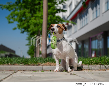 Adorable Dog with Waste Bag Ready for a Walk. Adorable Dog with Waste Bag Ready for a Walk. 134139870
