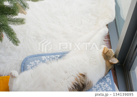 winter holiday and cat concept with british cat wear silk scarf and play with pine and christmas tree decorate background winter holiday and cat concept with british cat wear silk scarf and play with pine and christmas tree decorate background 134139895