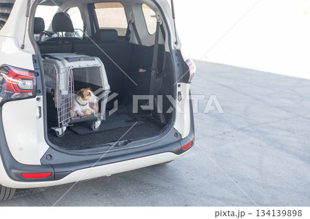 Jack Russell Terrier Dog in Travel Carrier in Car Trunk. Jack Russell Terrier Dog in Travel Carrier in Car Trunk. 134139898