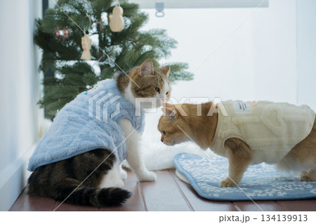 winter holiday and cat concept with british cat wear silk scarf and play with pine and christmas tree decorate and gift box background 134139913