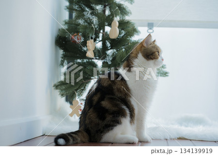 winter holiday and cat concept with british cat wear silk scarf and play with pine and christmas tree decorate and gift box background winter holiday and cat concept with british cat wear silk scarf and play with pine and christmas tree decorate and gift box background 134139919