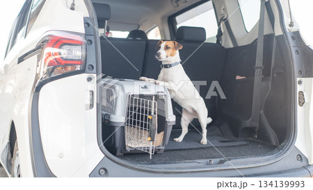 Jack Russell Terrier Dog in Travel Carrier in Car Trunk. Jack Russell Terrier Dog in Travel Carrier in Car Trunk. 134139993