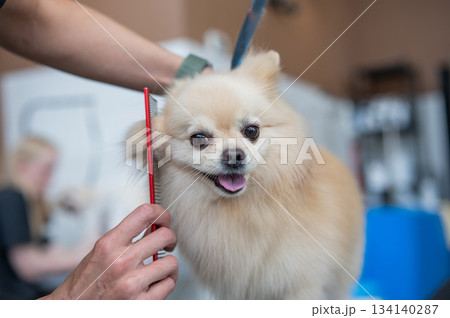 A Pomeranian is combed in a grooming salon. 134140287