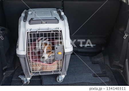 Jack Russell Terrier Dog in Travel Carrier in Car Trunk.  134140311