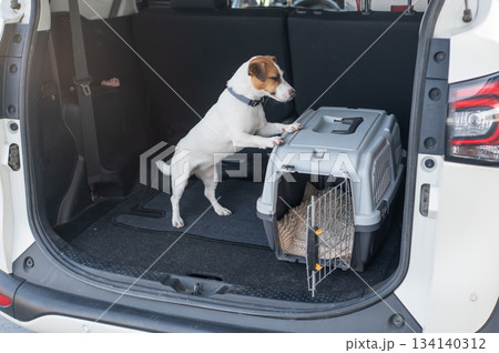 Jack Russell Terrier Dog in Travel Carrier in Car Trunk.  134140312