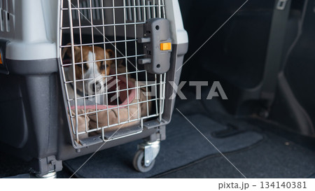 Jack Russell Terrier Dog in Travel Carrier in Car Trunk.  134140381