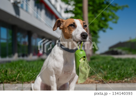 Adorable Dog with Waste Bag Ready for a Walk.  134140393