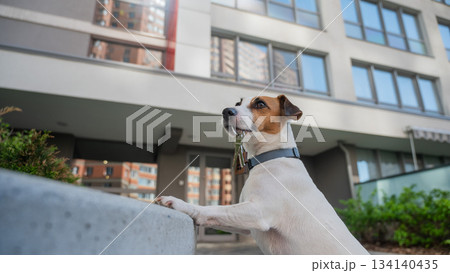 Jack Russell Terrier Dog Holding Apartment Keys.  134140435