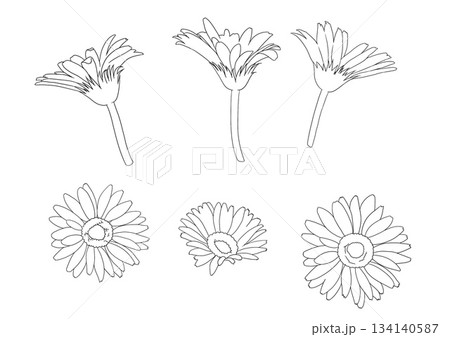 シンプルで可愛いガーベラの手書きイラスト 134140587