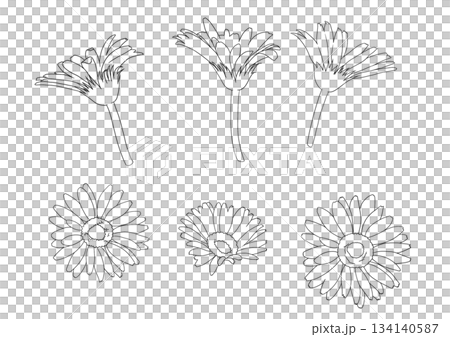 シンプルで可愛いガーベラの手書きイラスト 134140587