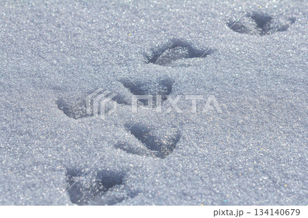 Track marks of wildlife in freshly fallen snow showcasing nature's hidden activities during winter 134140679
