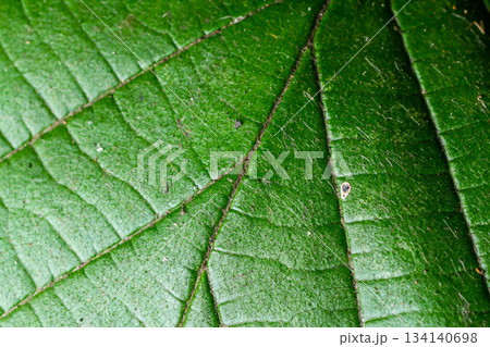Close-up view of lush green leaf showcasing its intricate texture and veins in natural light 134140698