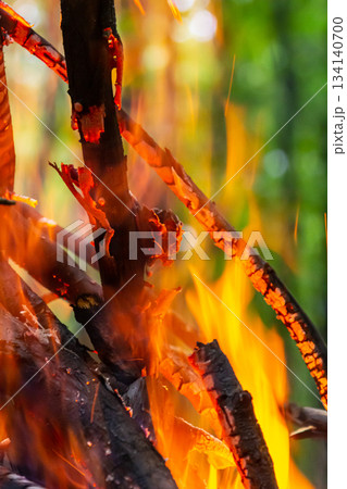 Flames dancing among charred branches during a forest fire in summer illustrating the intense heat and destruction of natural vegetation 134140700