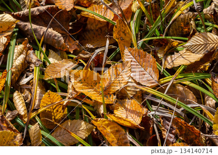 Colorful autumn leaves covering the ground in a natural setting illuminated by sunlight Colorful autumn leaves covering the ground in a natural setting illuminated by sunlight 134140714