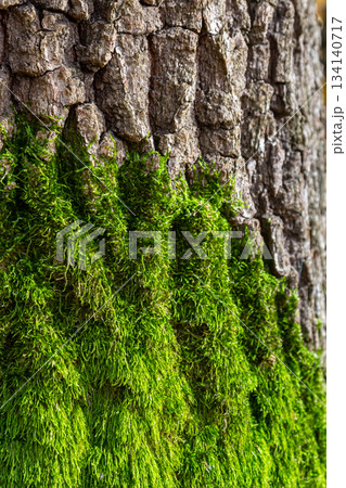Lush green moss covers the rough bark of a tree creating a vibrant contrast in a serene natural setting during daylight hours Lush green moss covers the rough bark of a tree creating a vibrant contrast in a serene natural setting during daylight hours 134140717