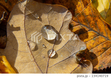 Rain droplets resting on textured autumn leaves in a vibrant forest during a sunny day 134140719