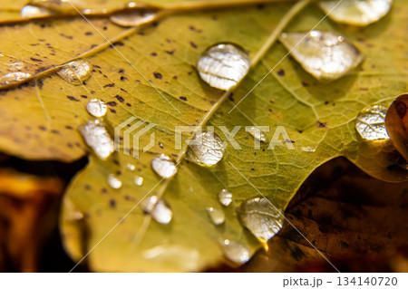 Raindrops glisten on a yellow leaf showcasing nature's beauty after a refreshing rainfall in the early morning light 134140720