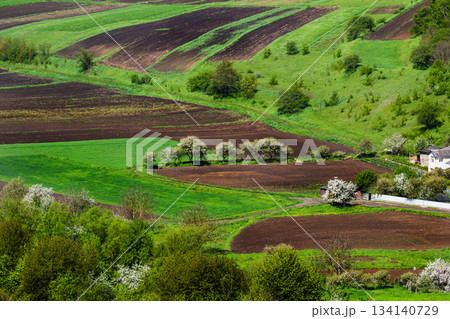 Rolling green hills with fields and trees in bloom during springtime in a rural landscape Rolling green hills with fields and trees in bloom during springtime in a rural landscape 134140729
