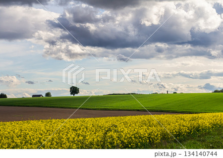Vibrant yellow flowers contrast with green fields under a cloudy sky in a picturesque rural landscape during early spring Vibrant yellow flowers contrast with green fields under a cloudy sky in a picturesque rural landscape during early spring 134140744