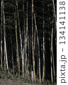 竹林 134141138