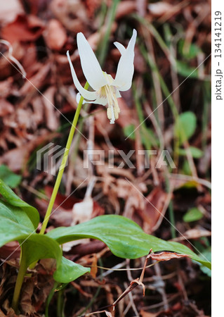シロバナカタクリの花 134141219