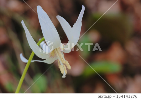 シロバナカタクリの花 シロバナカタクリの花 134141276