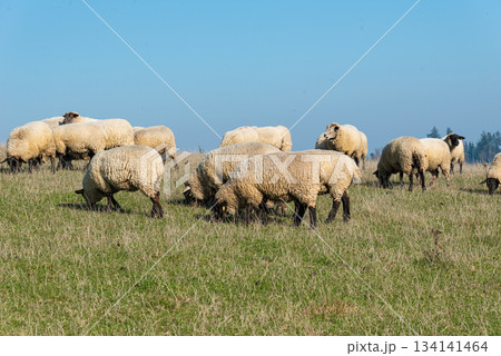 Herd of sheep grazing on pasture 134141464
