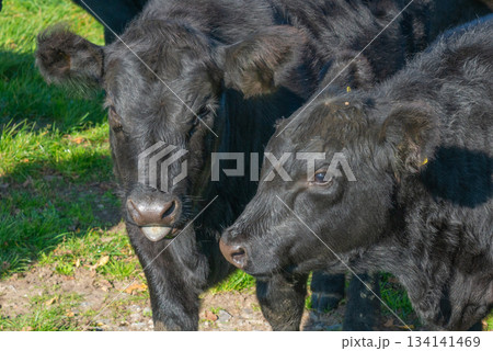 Potrait of black cow on pasture Potrait of black cow on pasture 134141469