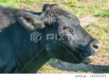 Potrait of black cow on pasture Potrait of black cow on pasture 134141470