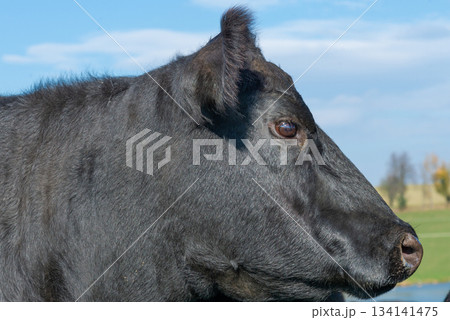 Potrait of black cow on pasture Potrait of black cow on pasture 134141475