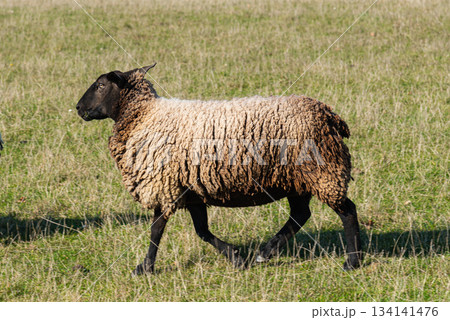 Single sheep standing on pasture Single sheep standing on pasture 134141476