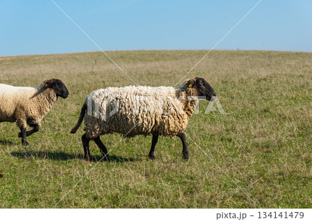 Herd of sheep grazing on pasture 134141479