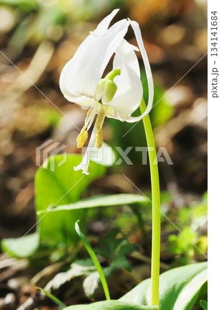 シロバナカタクリの花 シロバナカタクリの花 134141684