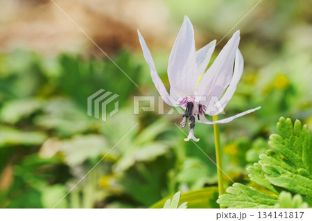 シロバナカタクリの花 シロバナカタクリの花 134141817