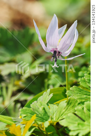 シロバナカタクリの花 シロバナカタクリの花 134141925