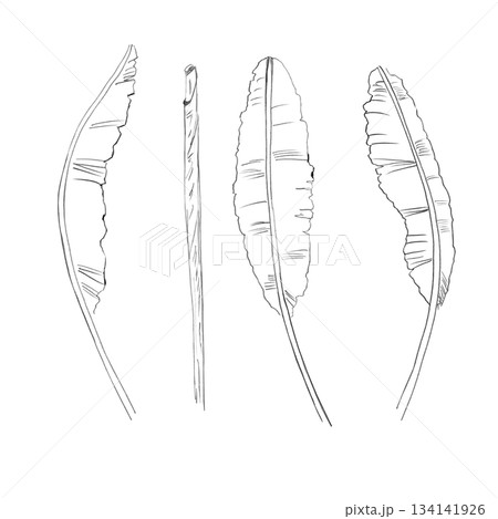A set of banana leaf silhouettes. Isolated pencil illustrations in a realistic style for wallpaper, eco-projects, nature reserve websites, and restaurant and hotel interior design. A set of banana leaf silhouettes. Isolated pencil illustrations in a realistic style for wallpaper, eco-projects, nature reserve websites, and restaurant and hotel interior design. 134141926