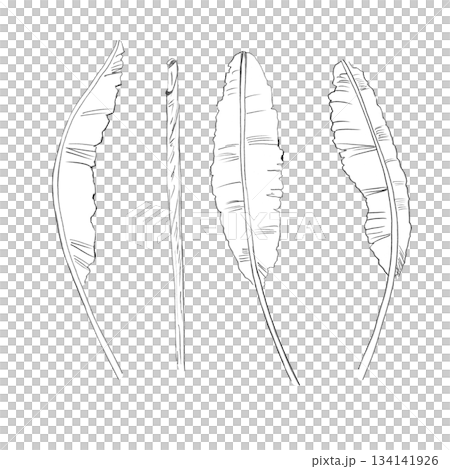 A set of banana leaf silhouettes. Isolated pencil illustrations in a realistic style for wallpaper, eco-projects, nature reserve websites, and restaurant and hotel interior design. A set of banana leaf silhouettes. Isolated pencil illustrations in a realistic style for wallpaper, eco-projects, nature reserve websites, and restaurant and hotel interior design. 134141926