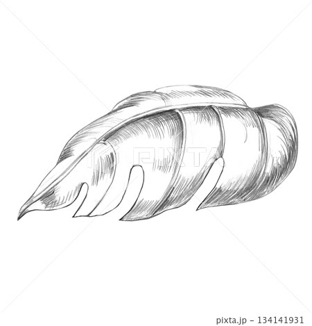 Tropical monstera leaf, side view. Isolated pencil illustration of the plant for wallpaper, eco-projects, nature reserve websites, and restaurant and hotel interior design. Tropical monstera leaf, side view. Isolated pencil illustration of the plant for wallpaper, eco-projects, nature reserve websites, and restaurant and hotel interior design. 134141931