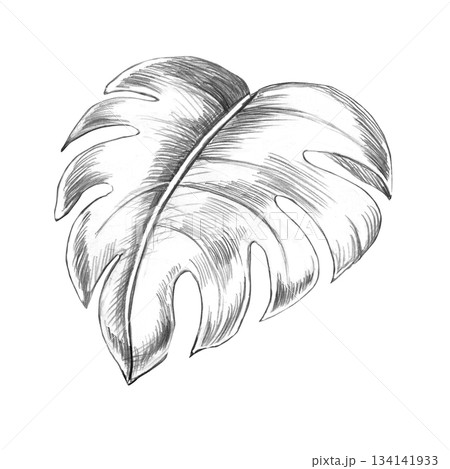 Tropical monstera leaf. Isolated pencil illustration of the plant for wallpaper, eco-projects, nature reserve websites, and restaurant and hotel interior design. Tropical monstera leaf. Isolated pencil illustration of the plant for wallpaper, eco-projects, nature reserve websites, and restaurant and hotel interior design. 134141933