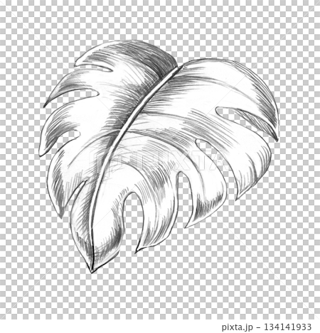 Tropical monstera leaf. Isolated pencil illustration of the plant for wallpaper, eco-projects, nature reserve websites, and restaurant and hotel interior design. Tropical monstera leaf. Isolated pencil illustration of the plant for wallpaper, eco-projects, nature reserve websites, and restaurant and hotel interior design. 134141933
