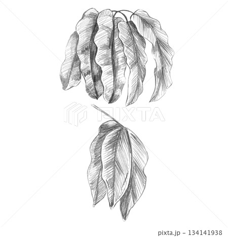 A set of pointed tropical plant leaves in the background. Isolated pencil illustration of a plant i for wallpaper, eco-projects, nature reserve websites, and restaurant and hotel interior design. A set of pointed tropical plant leaves in the background. Isolated pencil illustration of a plant i for wallpaper, eco-projects, nature reserve websites, and restaurant and hotel interior design. 134141938