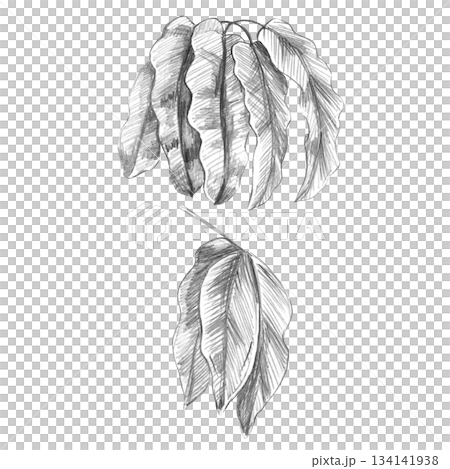 A set of pointed tropical plant leaves in the background. Isolated pencil illustration of a plant i for wallpaper, eco-projects, nature reserve websites, and restaurant and hotel interior design. A set of pointed tropical plant leaves in the background. Isolated pencil illustration of a plant i for wallpaper, eco-projects, nature reserve websites, and restaurant and hotel interior design. 134141938