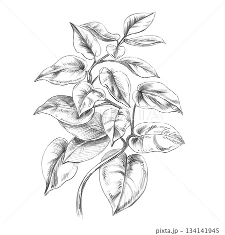 A branch of Epipremnum pinnatum. Isolated pencil illustration of the plant in a realistic style for wallpaper, eco-projects, nature reserve websites, and restaurant and hotel interior design. A branch of Epipremnum pinnatum. Isolated pencil illustration of the plant in a realistic style for wallpaper, eco-projects, nature reserve websites, and restaurant and hotel interior design. 134141945