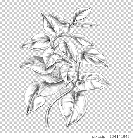A branch of Epipremnum pinnatum. Isolated pencil illustration of the plant in a realistic style for wallpaper, eco-projects, nature reserve websites, and restaurant and hotel interior design. A branch of Epipremnum pinnatum. Isolated pencil illustration of the plant in a realistic style for wallpaper, eco-projects, nature reserve websites, and restaurant and hotel interior design. 134141945