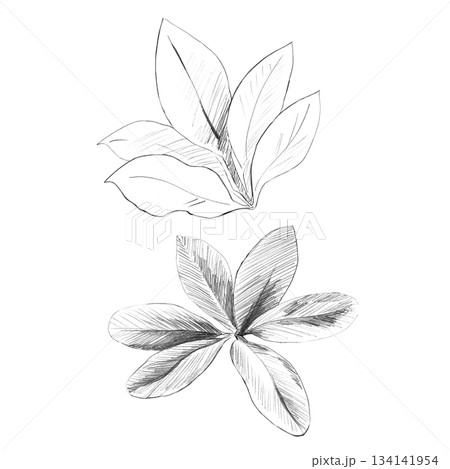 A set of plumeria leaf silhouettes. Isolated pencil illustrations of the plant in a realistic style for wallpaper, eco-projects, nature reserve websites, and restaurant and hotel interior design. 134141954