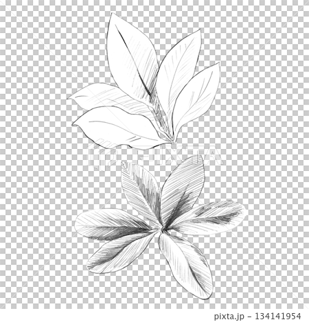 A set of plumeria leaf silhouettes. Isolated pencil illustrations of the plant in a realistic style for wallpaper, eco-projects, nature reserve websites, and restaurant and hotel interior design. 134141954