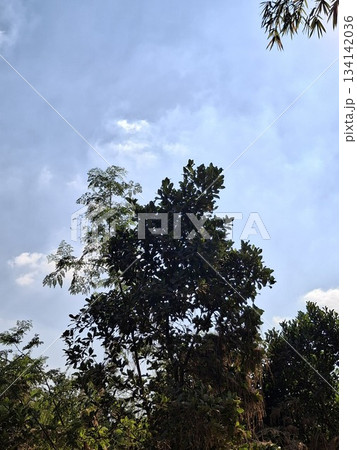 Tall Trees Against Bright Blue Sky With Dense Green Canopy And Lush Foliage On A Sunny Day 134142036