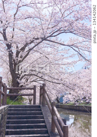 土浦市の新川沿いに咲く満開の桜並木 土浦市の新川沿いに咲く満開の桜並木 134142062